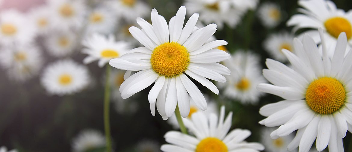 Daisies