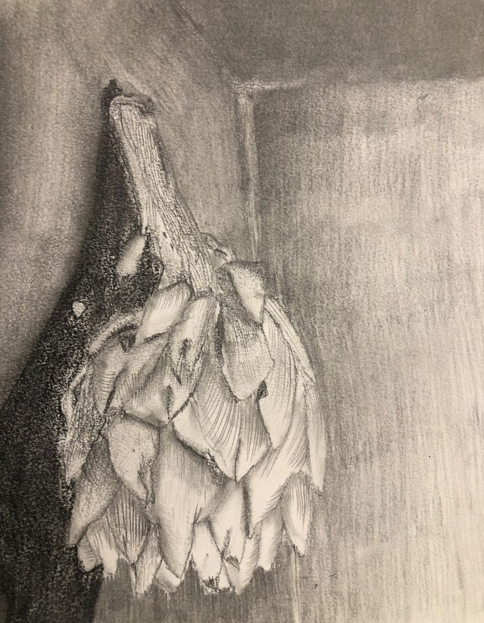Sketch of an artichoke.