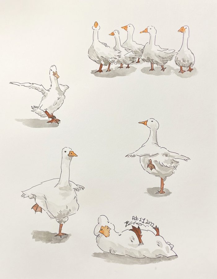 Drawings of white geese