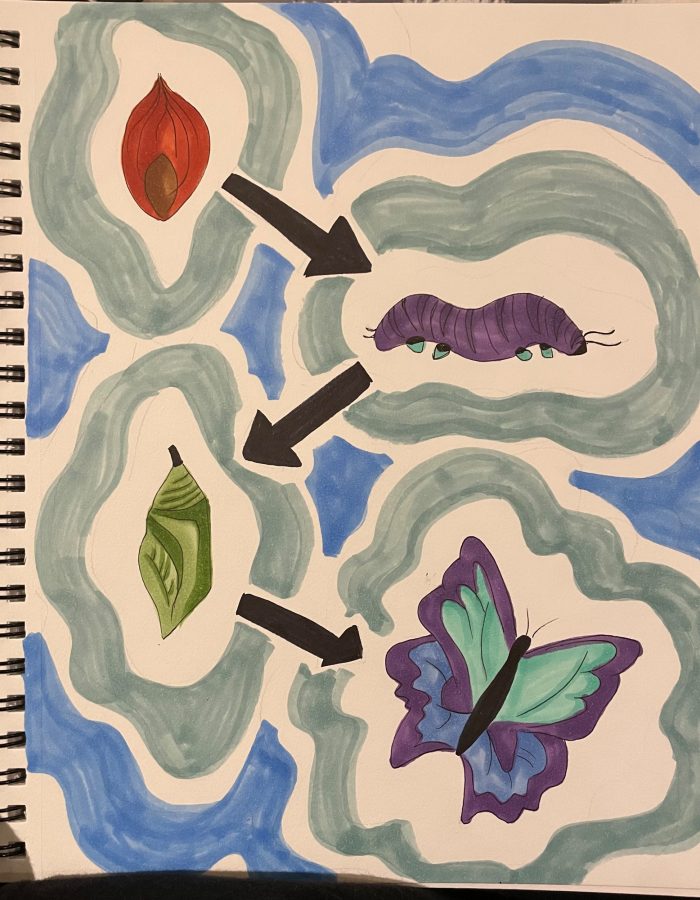 Sketch of the lifecycle of a butterfly.