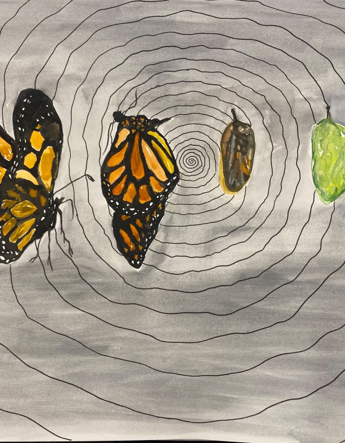 Sketch of a butterfly transition from pupa to butterfly.