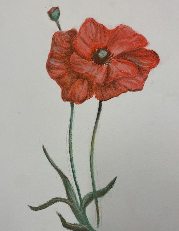 Sketch of a red poppie