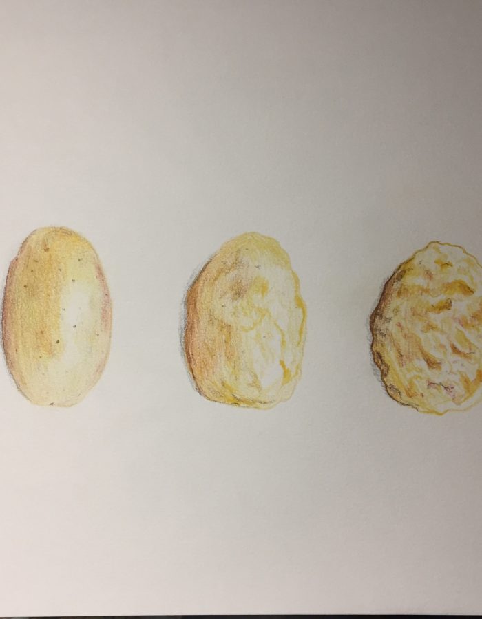 sketch of a decomposing potato