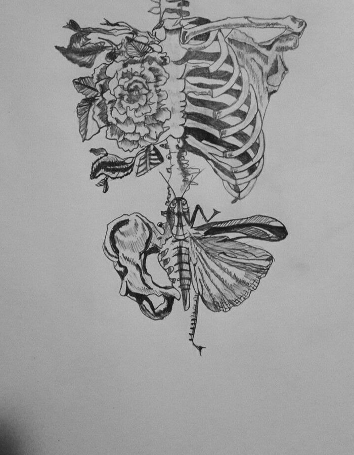 sketch of bones
