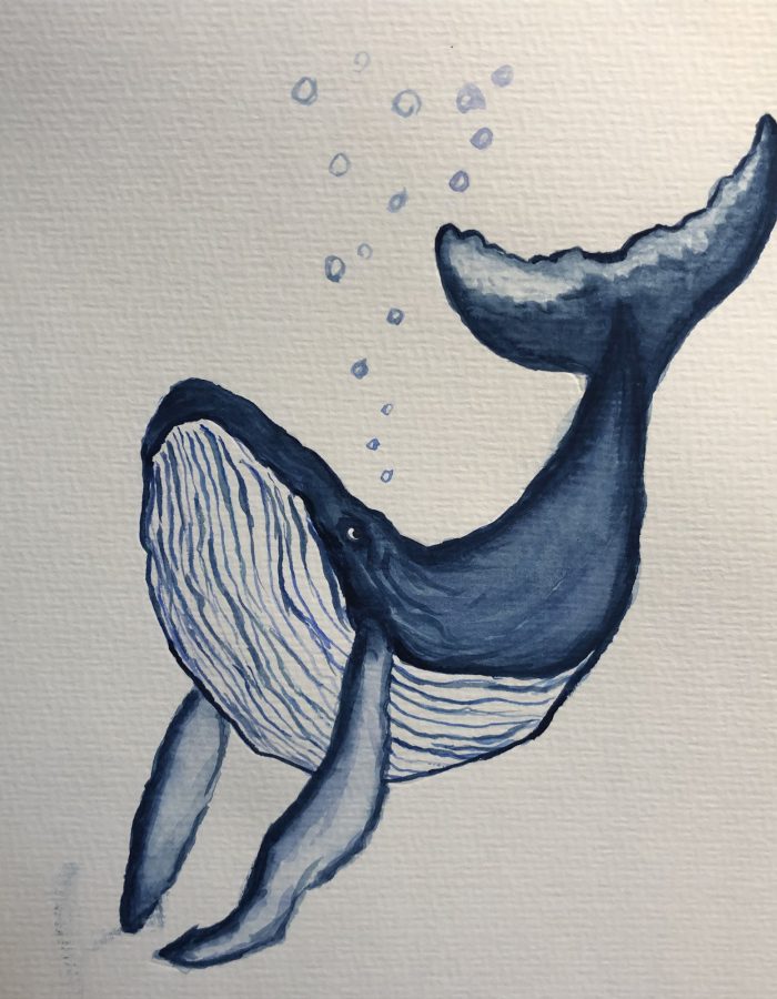 Drawing of a whale.