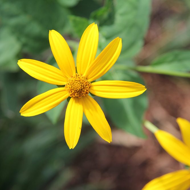 Photo of a yellow flower.