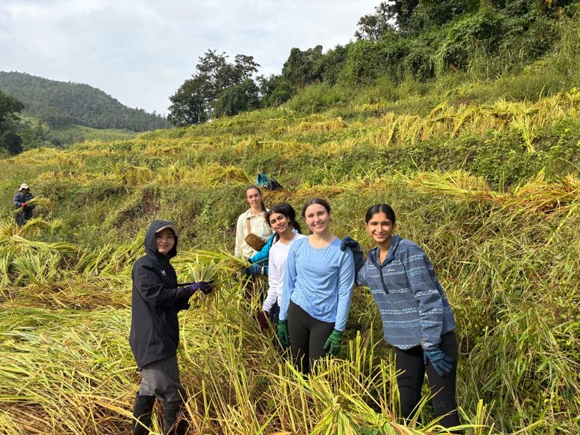 Students harvesting rice in Thailand.